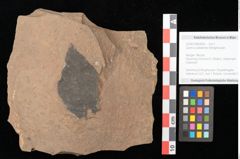 Foto (Objekt + Etikett) von Quercus palaeoilex Ettingshausen (NHMW-GEO-2024-0188-0936)